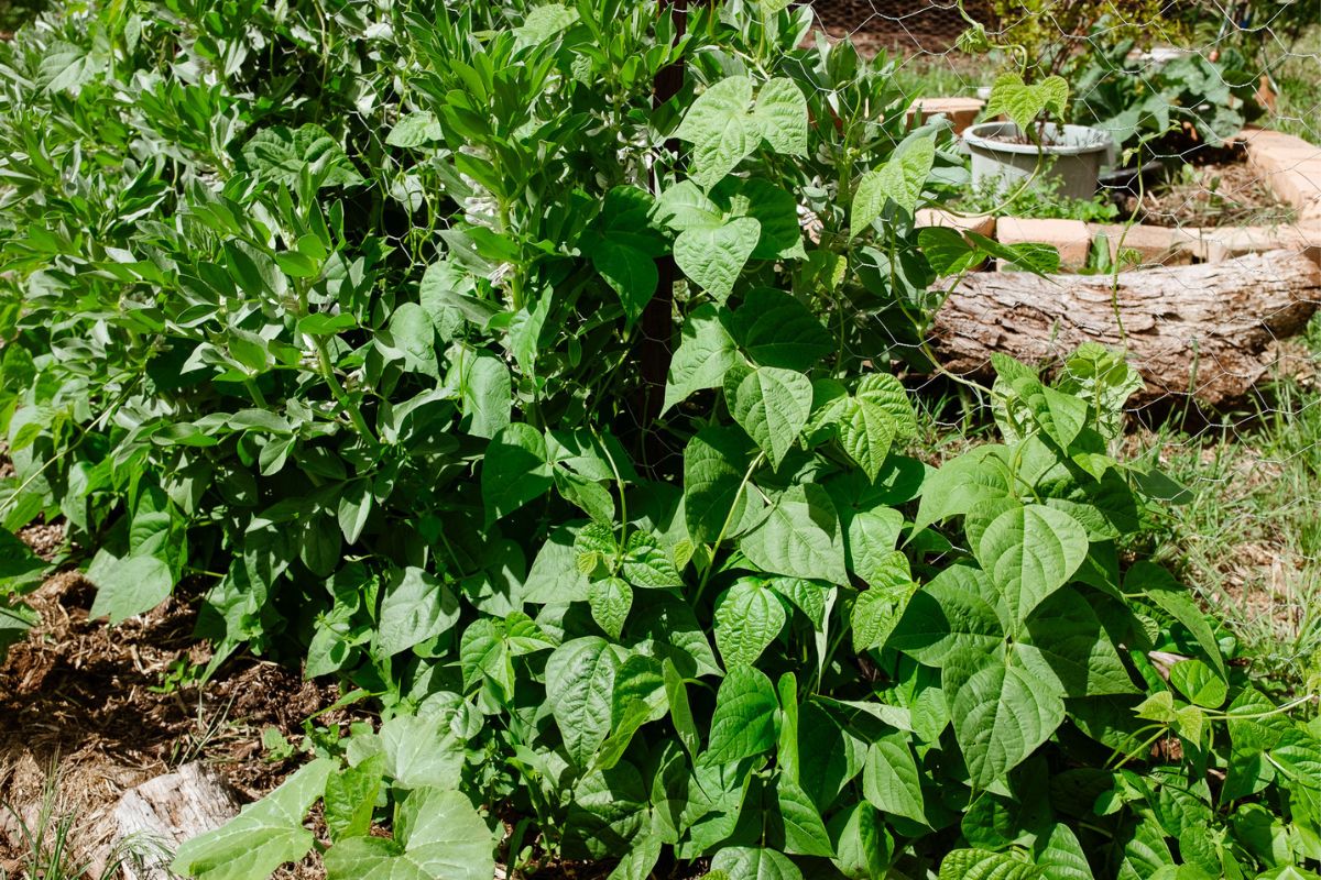 Birak: What to Plant in December and January in Perth