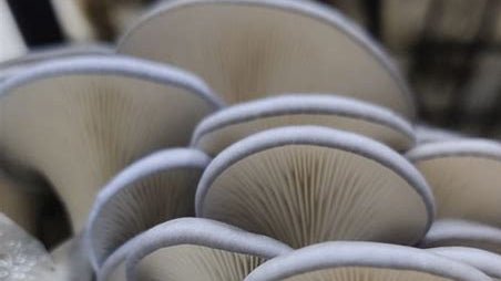 How to Grow Oyster Mushrooms at Home - Urban Revolution