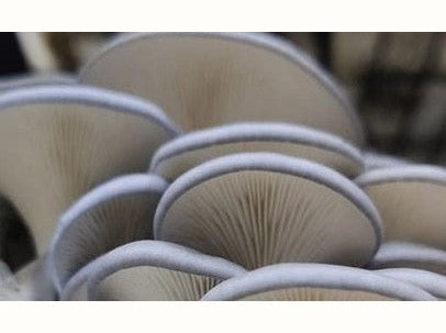 How to Grow Oyster Mushrooms at Home - Urban Revolution