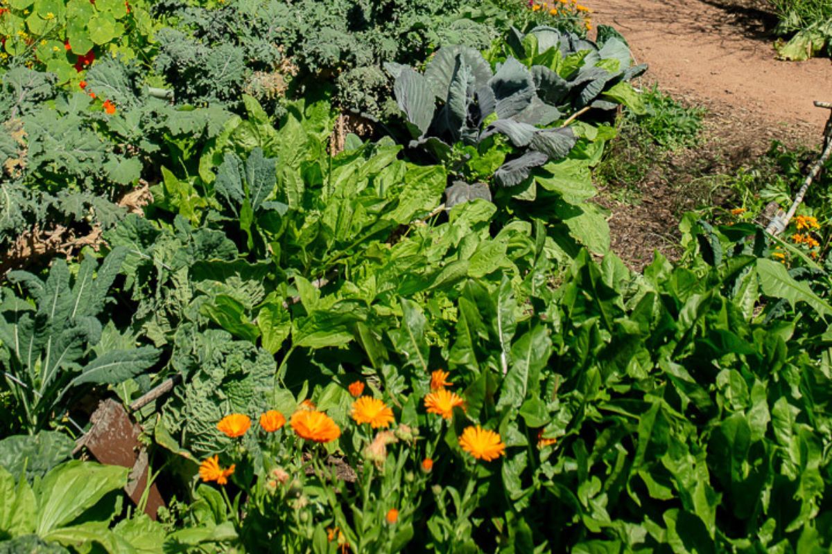 Bunuru: What to Plant in February and March in Perth | Urban Revolution ...