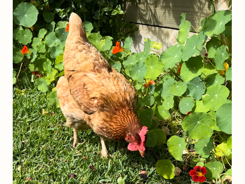 Chicken Foraging Among Nasturtiums