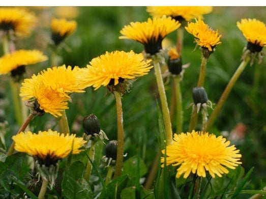 Yellow Dandelion Flowers