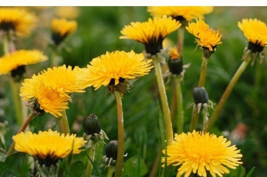 Yellow Dandelion Flowers