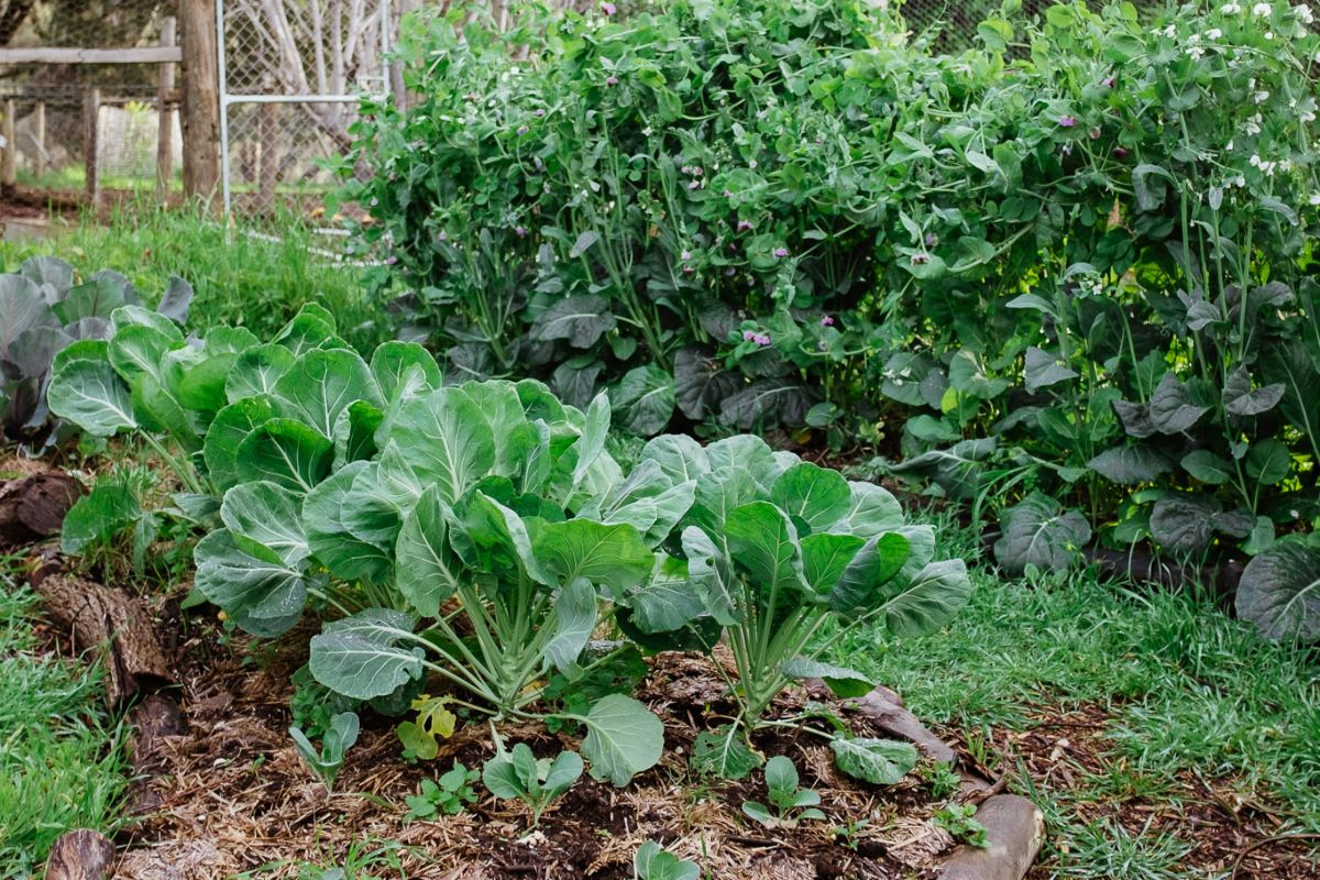 Djeran: What to Plant in April and May in Perth