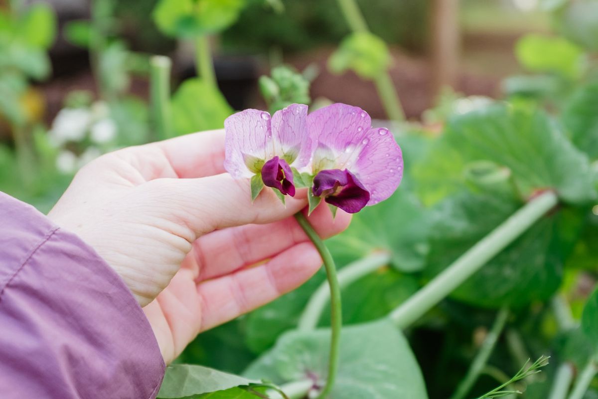 Djilba: What to Plant in August and September in Perth
