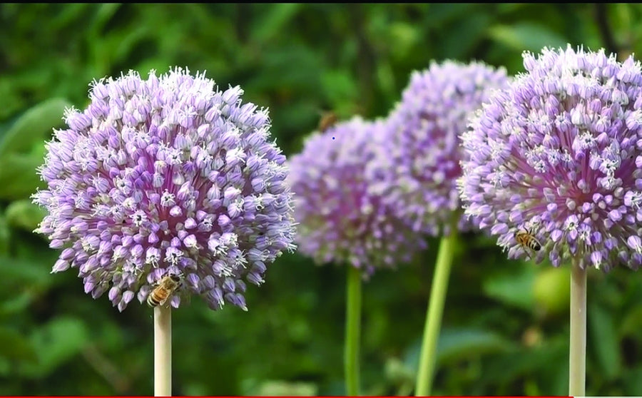 Elephant garlic flower