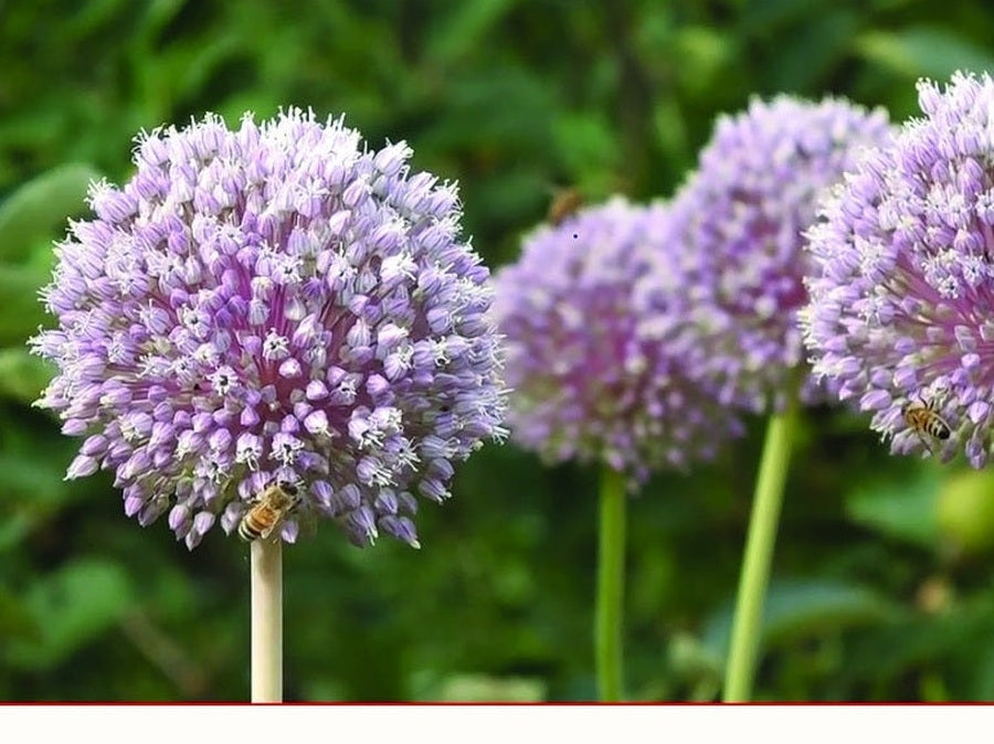 Elephant garlic flower