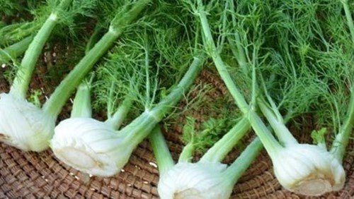 Harvested fennel in a basket