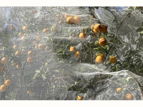DRAFT: Top tips for managing fruit fly - Urban Revolution