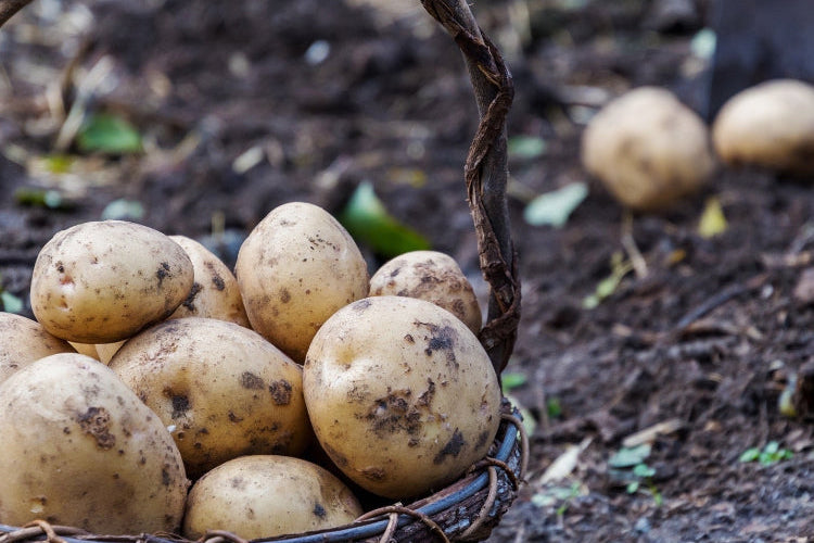 Spud Wars : Determinate vs. Indeterminate - Which Potato Reigns Supreme?