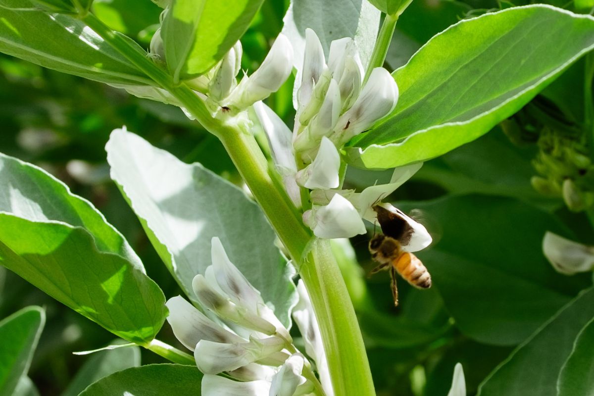 How to Create a Bee-Friendly Garden in Perth