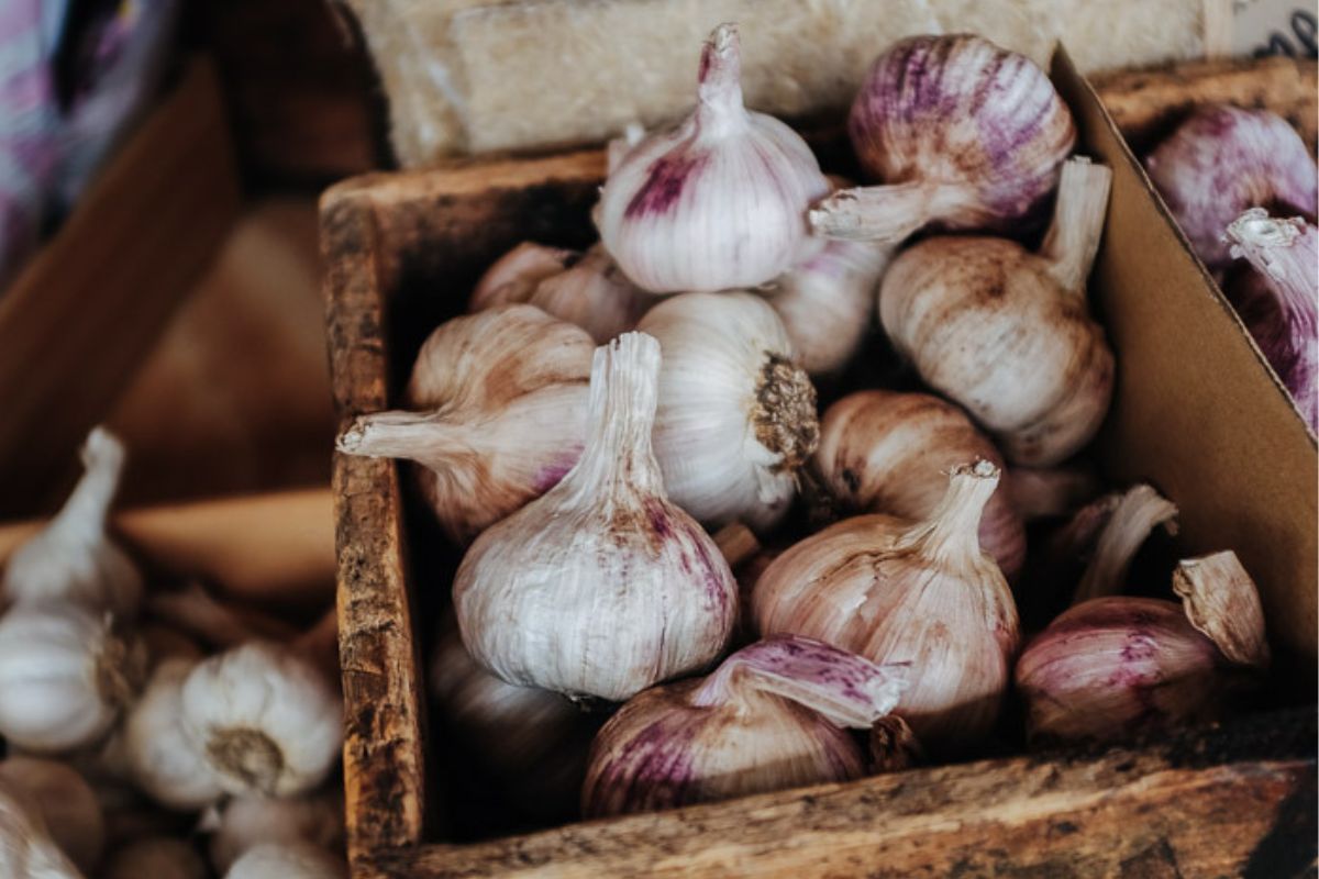 How To Grow Great Garlic From Cloves