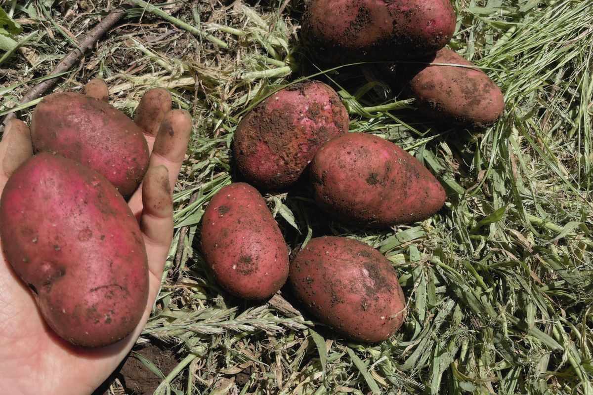 How to Grow Potatoes at Home: The Ultimate Guide!