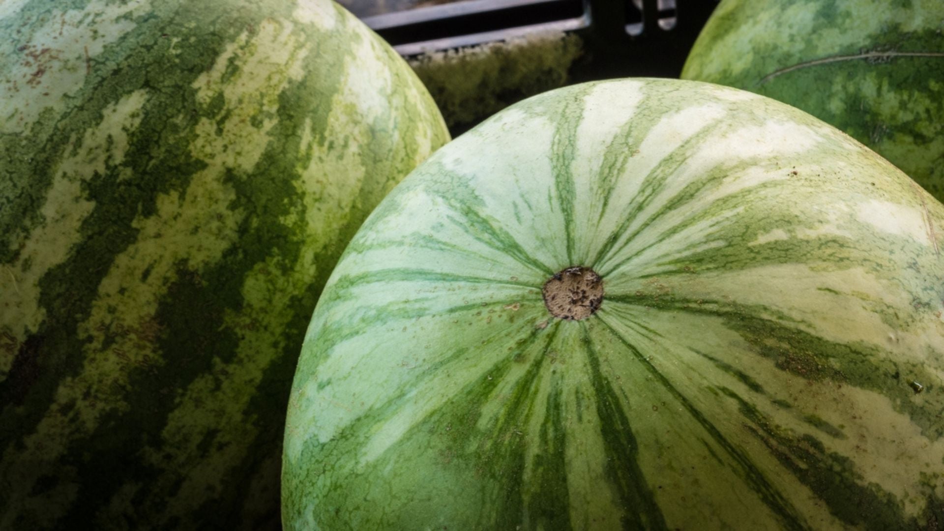 How to Grow Watermelons