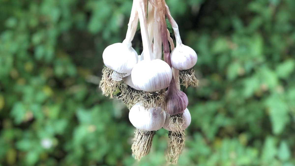 Freshly harvested garlic hanging in a bunch