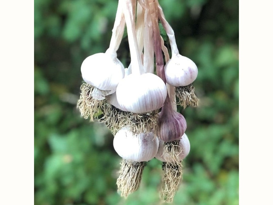 Freshly harvested garlic hanging in a bunch