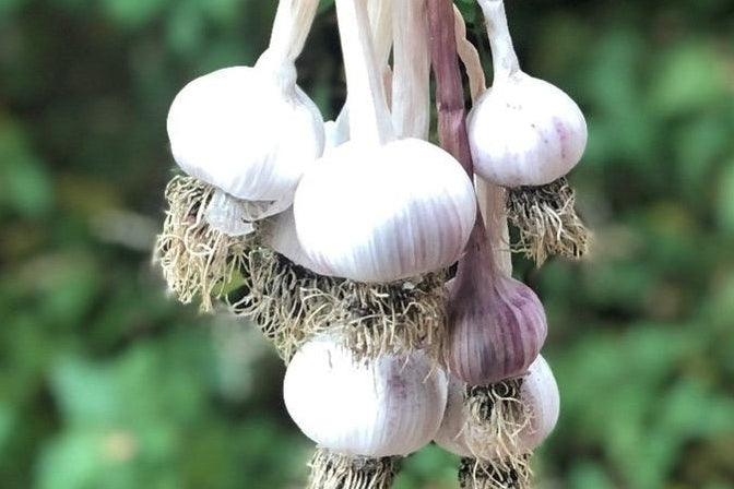Freshly harvested garlic hanging in a bunch