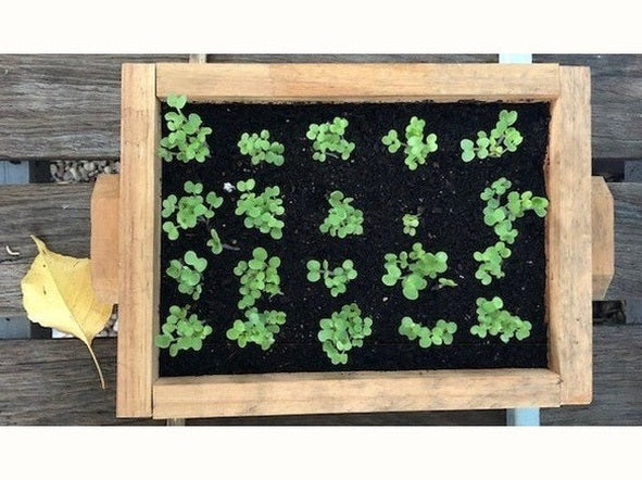 How To Sow Seeds Using A Seedling Flat - Urban Revolution