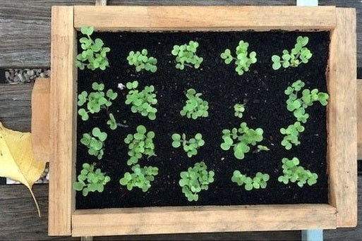 How To Sow Seeds Using A Seedling Flat - Urban Revolution