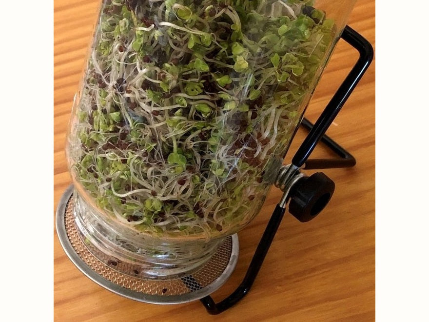 5 Ways To Grow Microgreens and Sprouts (plus the difference between them and their health benefits) - Urban Revolution
