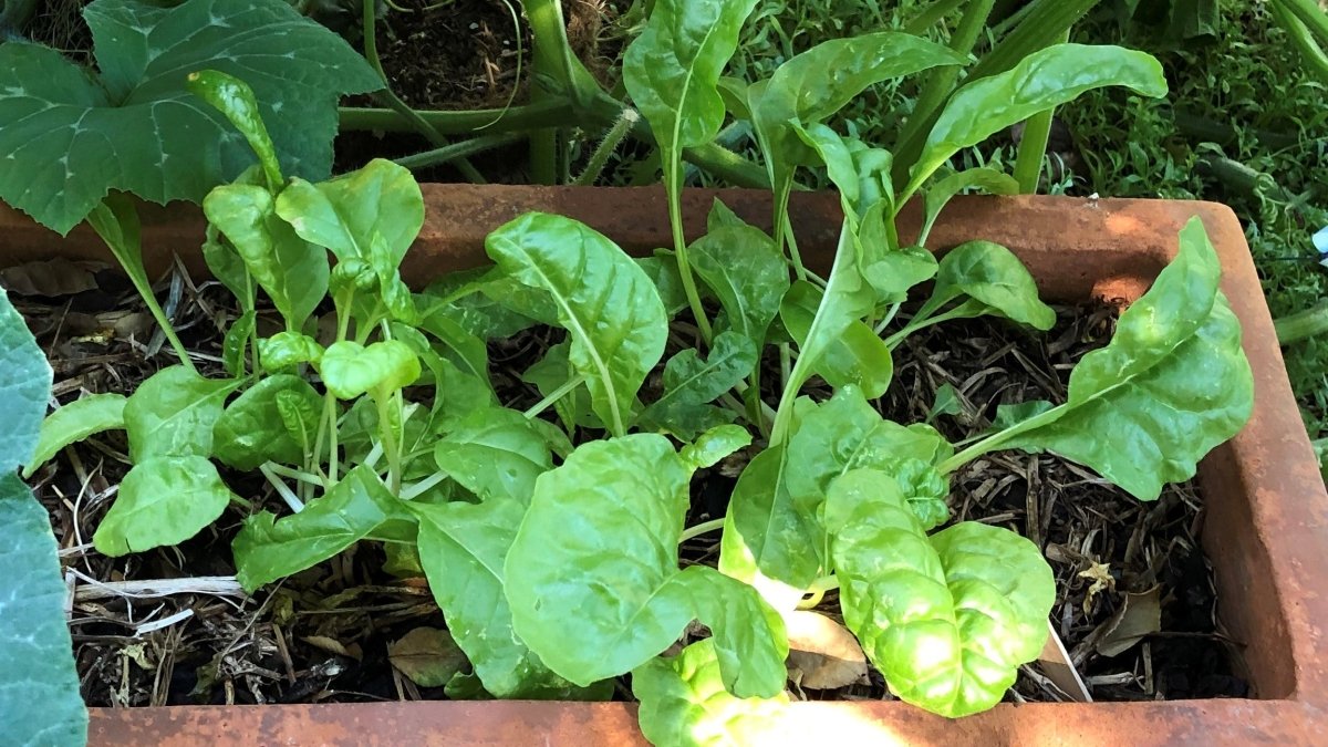 May Plant Feature: Growing Spinach In Australia - Urban Revolution