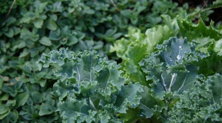 Kale lettuce and oregano growing in Perth garden