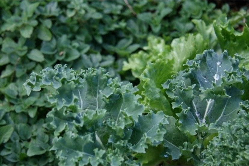 Kale lettuce and oregano growing in Perth garden