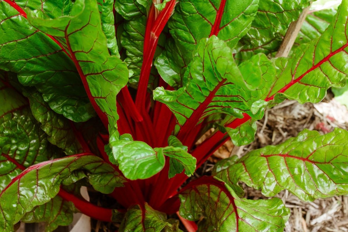 Kambarang: What to Plant in October and November in Perth