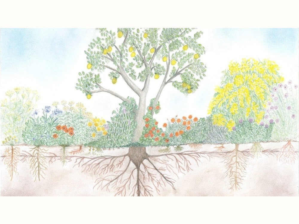 A Beginner's Guide To Companion Planting - Urban Revolution
