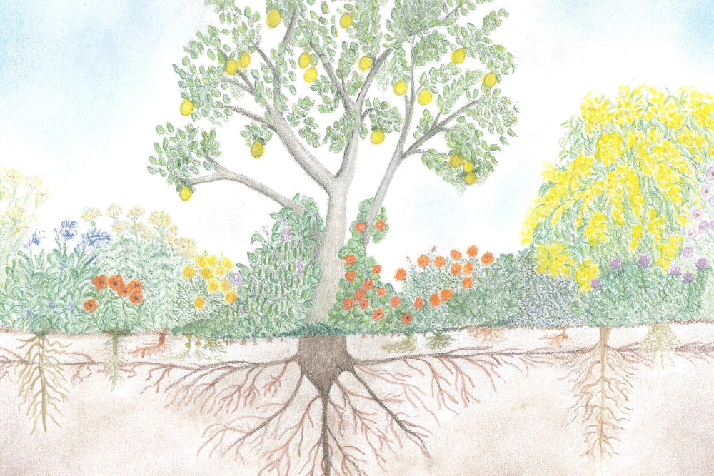 Companion Planting Hand Drawn Image