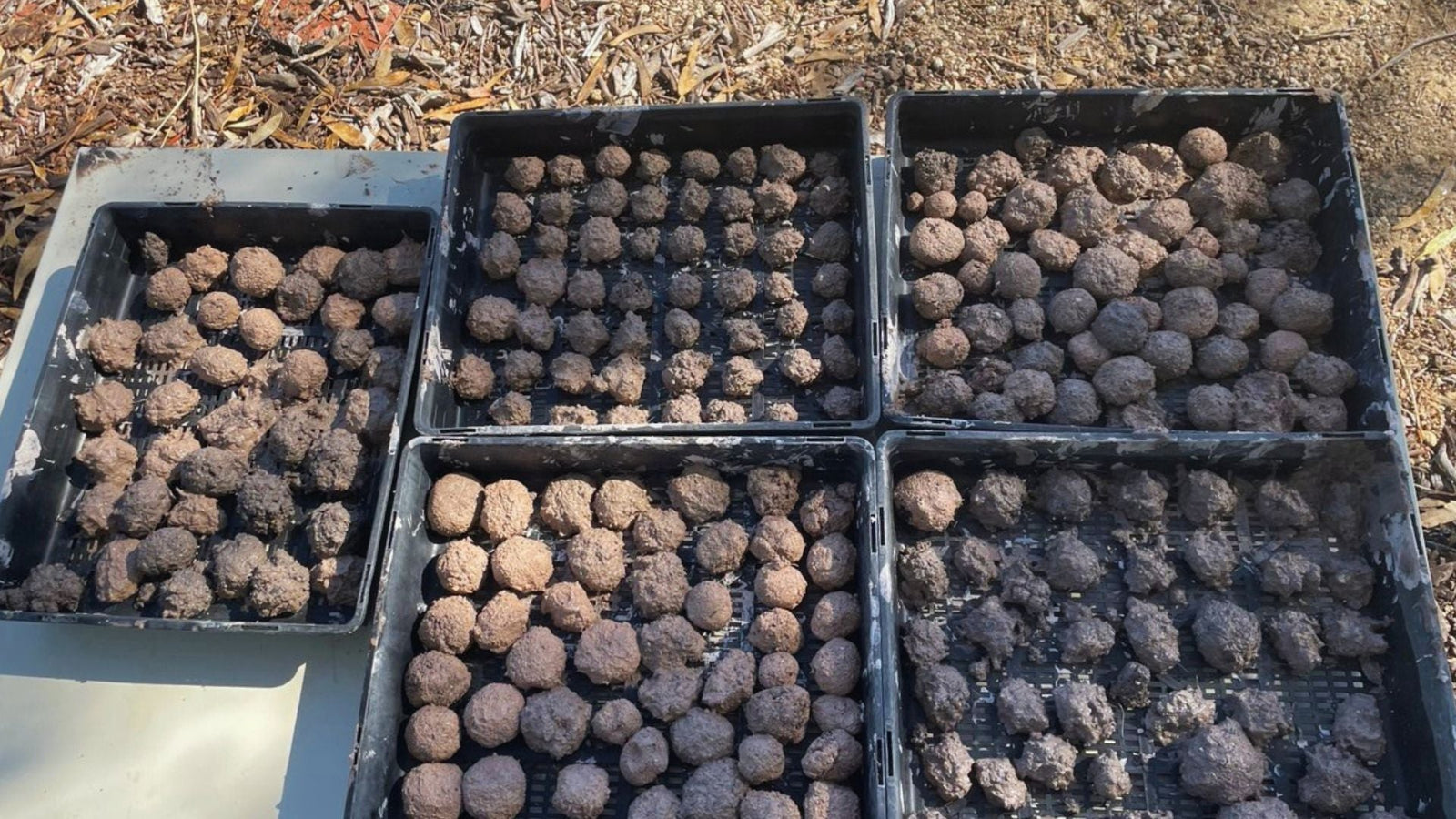 Make Your Own: Seed Bombs