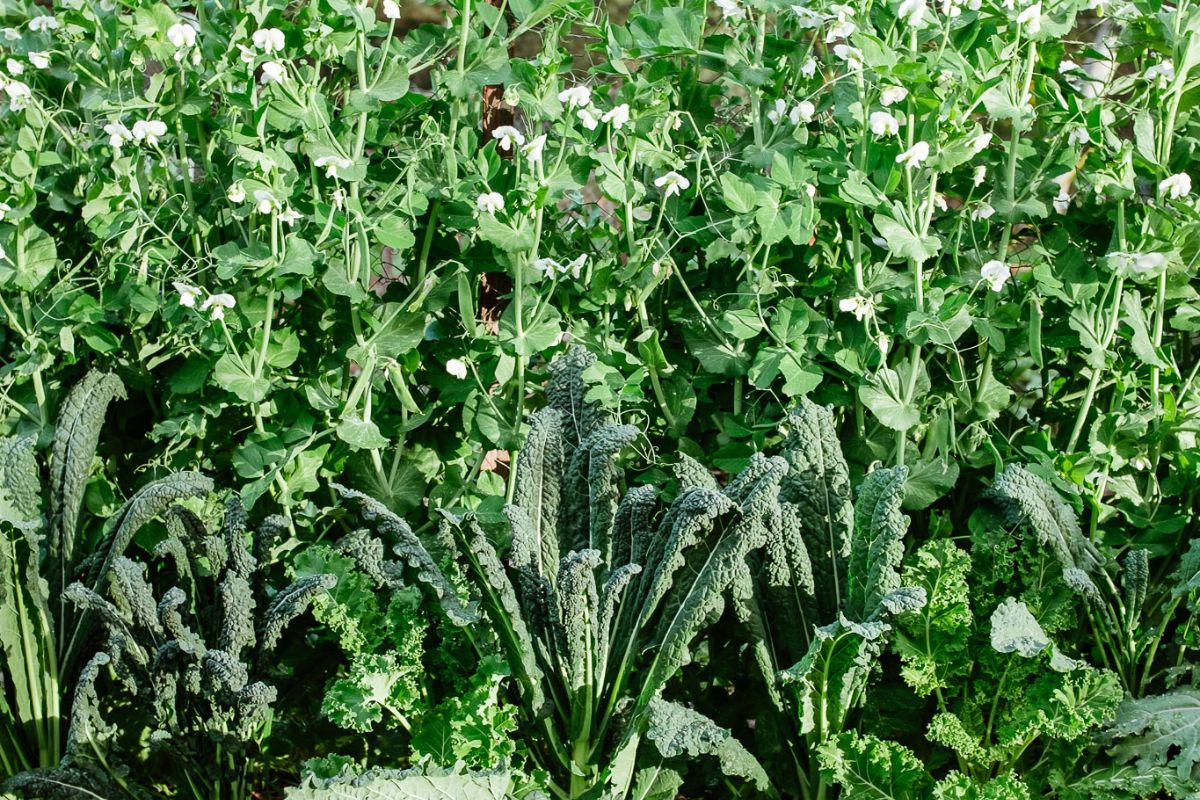 Makuru: What to Plant in June and July in Perth