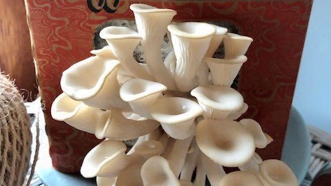 Mushrooms growing from a mushroom box