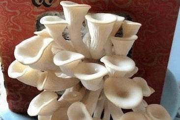 Mushrooms growing from a mushroom box