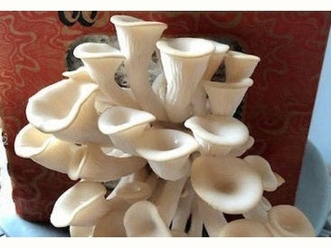 Mushrooms growing from a mushroom box