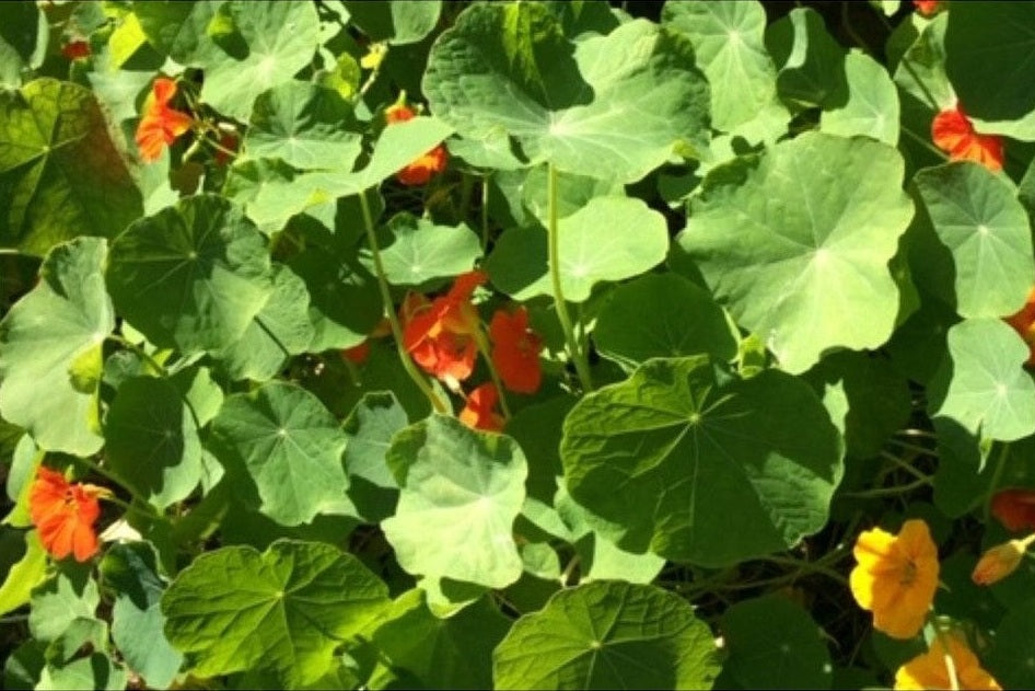 Uses of Nasturtiums (and Nasturtium Caper Recipe) and Seeds To Sow Now - Urban Revolution