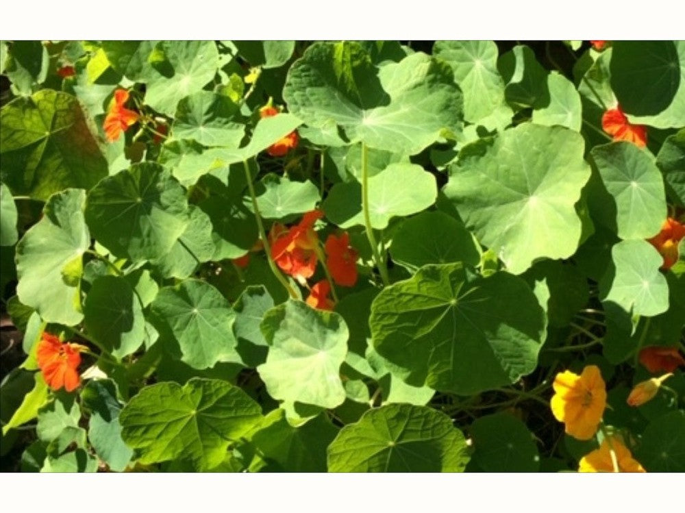 Uses of Nasturtiums (and Nasturtium Caper Recipe) and Seeds To Sow Now - Urban Revolution