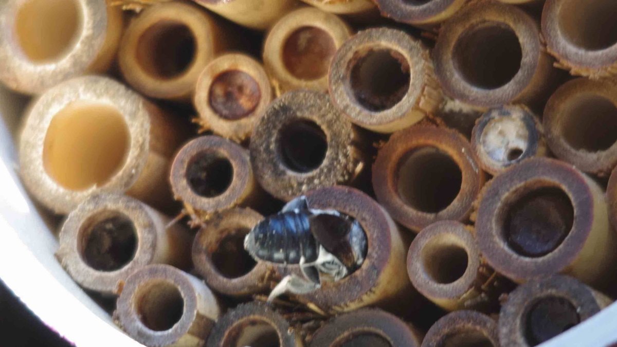 Bee in a homemade bug hotel
