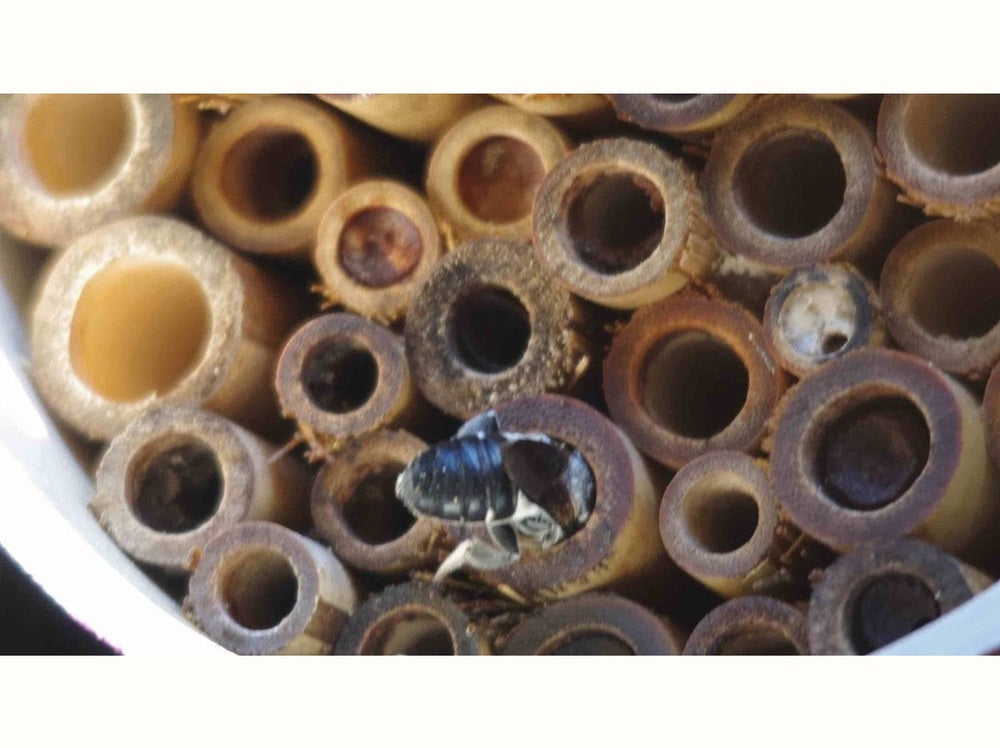 Bee in a homemade bug hotel