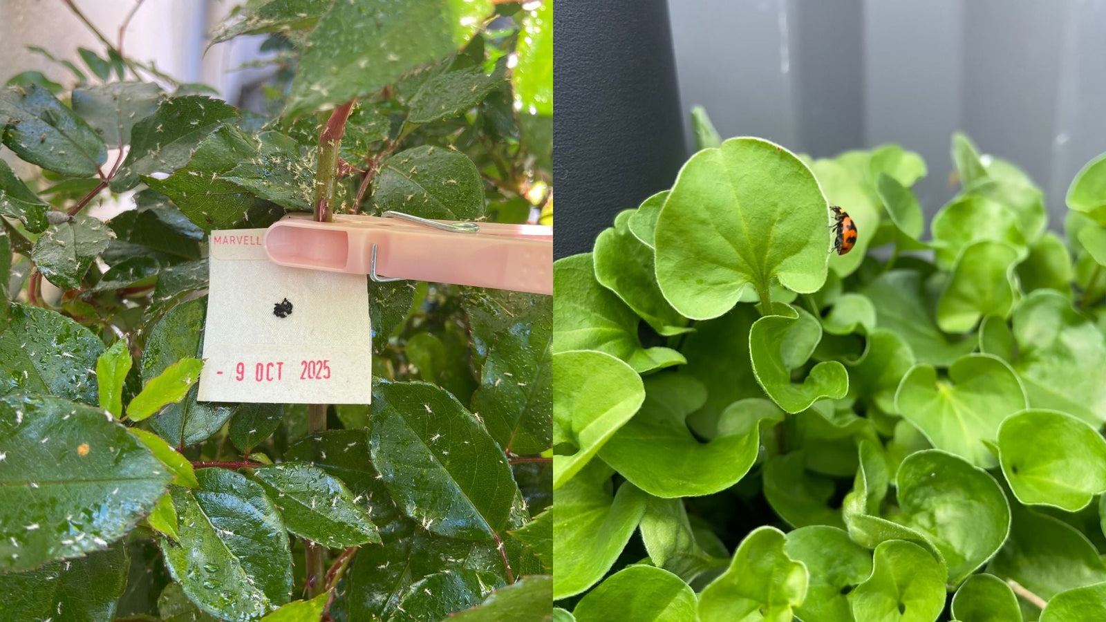 Natural Pest Management: 10 Chemical-Free Ways to Deal with Garden Pests