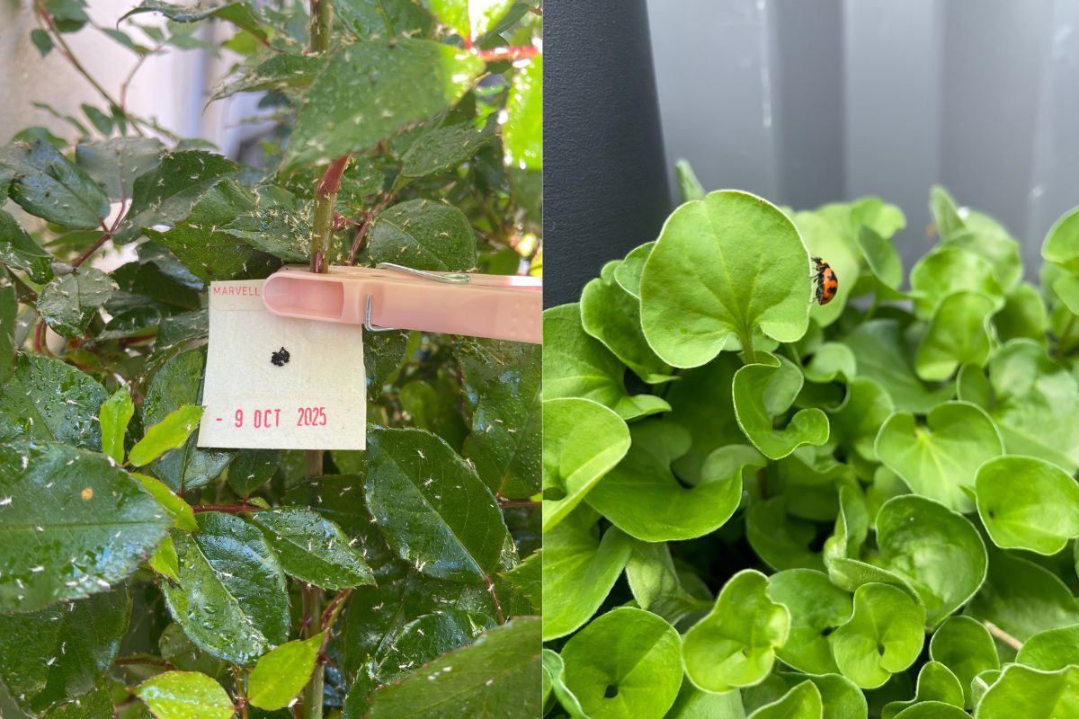 Natural Pest Management: 10 Chemical-Free Ways to Deal with Garden Pests