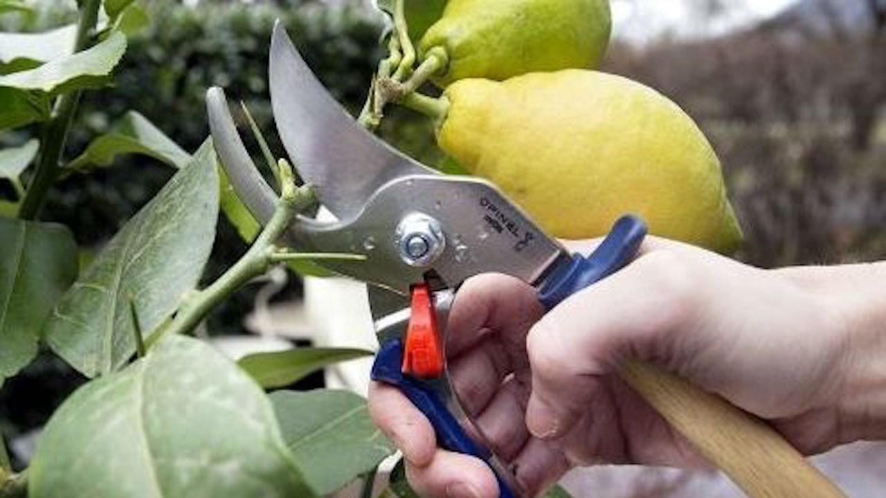 Opinel secateur pruning citrus tree