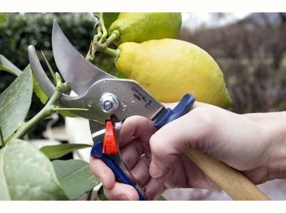 Opinel secateur pruning citrus tree