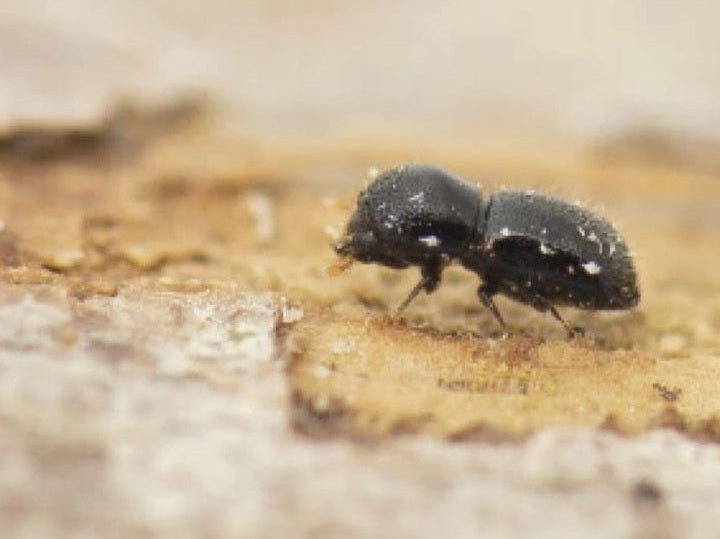 Polyphagous shot hole borer beetle