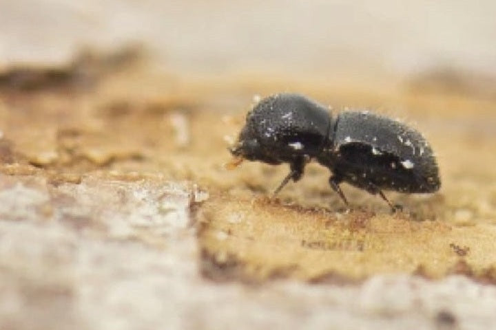 Polyphagous shot hole borer beetle