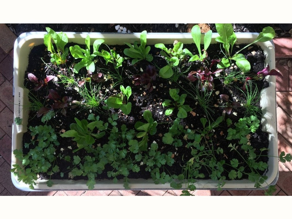 Greensmart Pot with Diverse and Dense Plantout