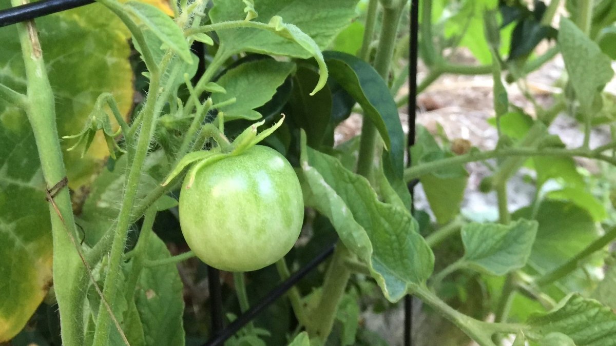 Green tomato growing on a vine