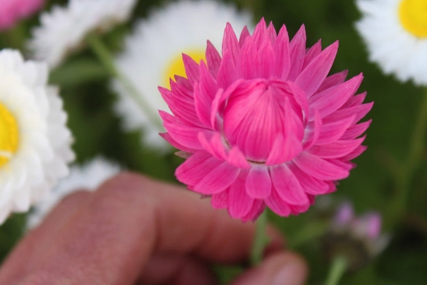 Valentines Day: Gift Ideas That Show Love for Your Partner and the Planet