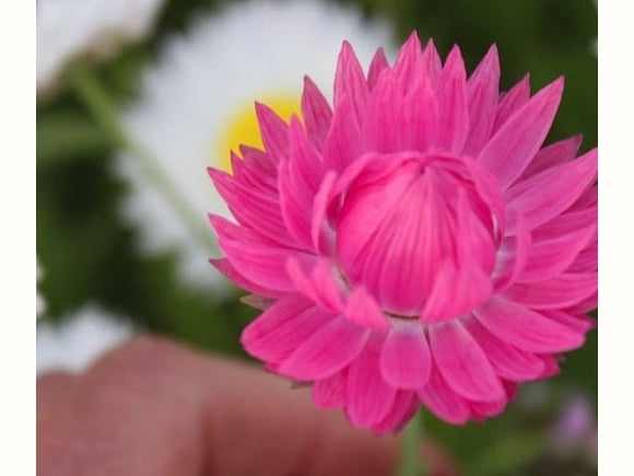 A Valentines Day Gift of Everlastings