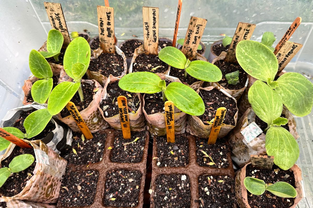 10 Ways to Garden with Less Plastic